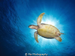 After a few weeks in an area with a lot of sea turtles I ... by Ms Photography 
